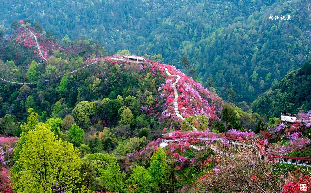 映山红开春意浓