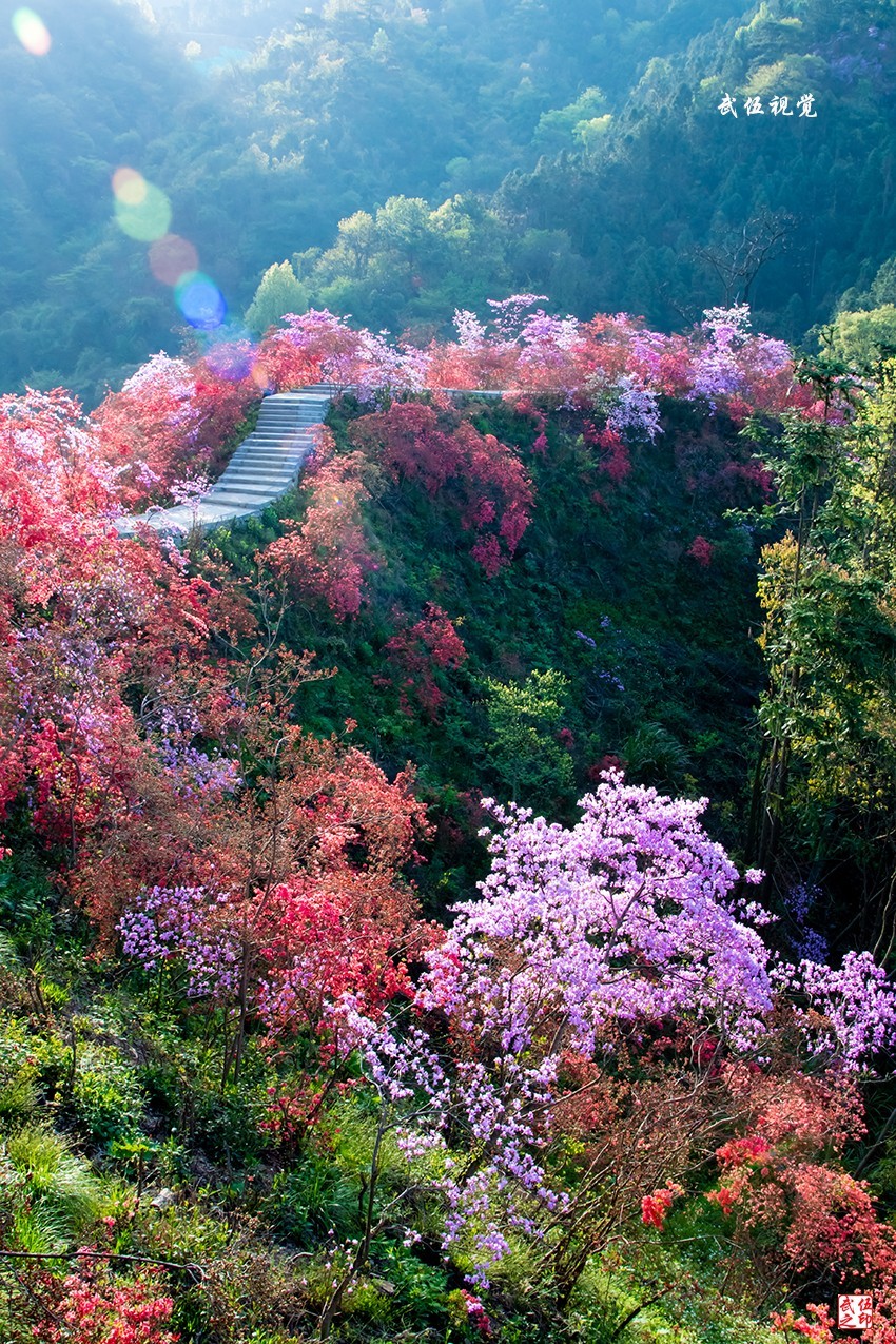 映山红开春意浓