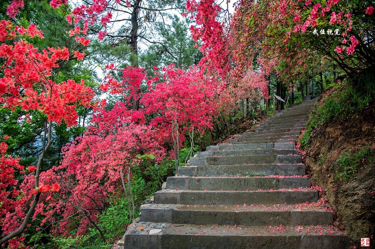 映山红开春意浓