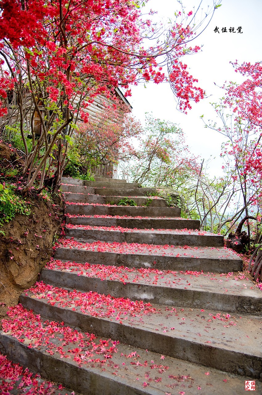 映山红开春意浓