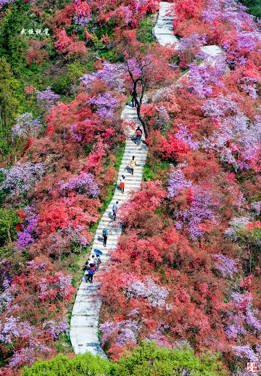 映山红开春意浓