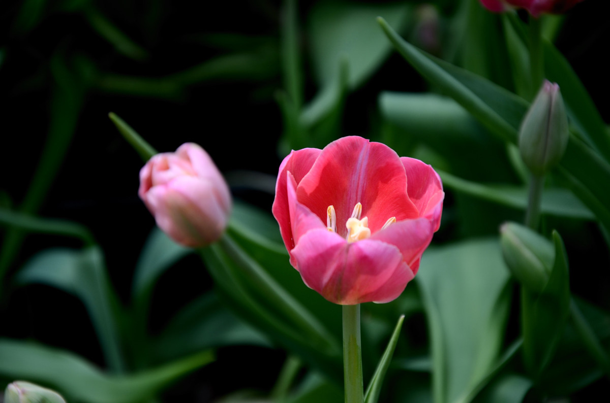 #我镜头下最美的花儿#——荷兰郁金香