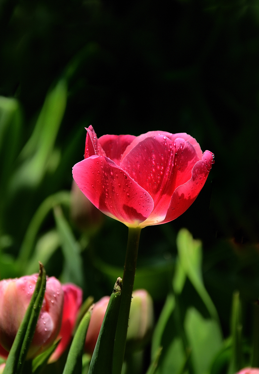 #我镜头下最美的花儿#——荷兰郁金香