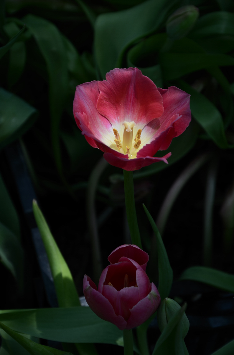 #我镜头下最美的花儿#——荷兰郁金香