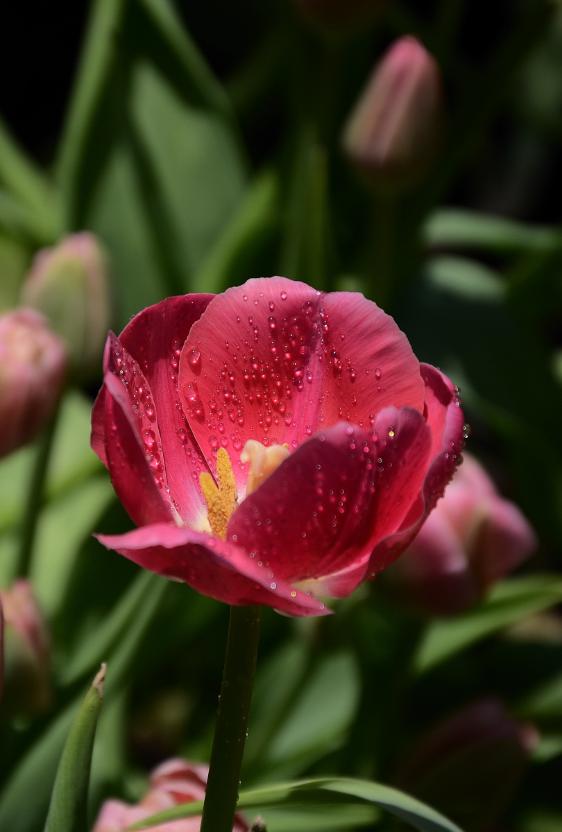 #我镜头下最美的花儿#——荷兰郁金香