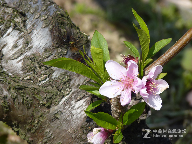 来点桃花运吧^_^