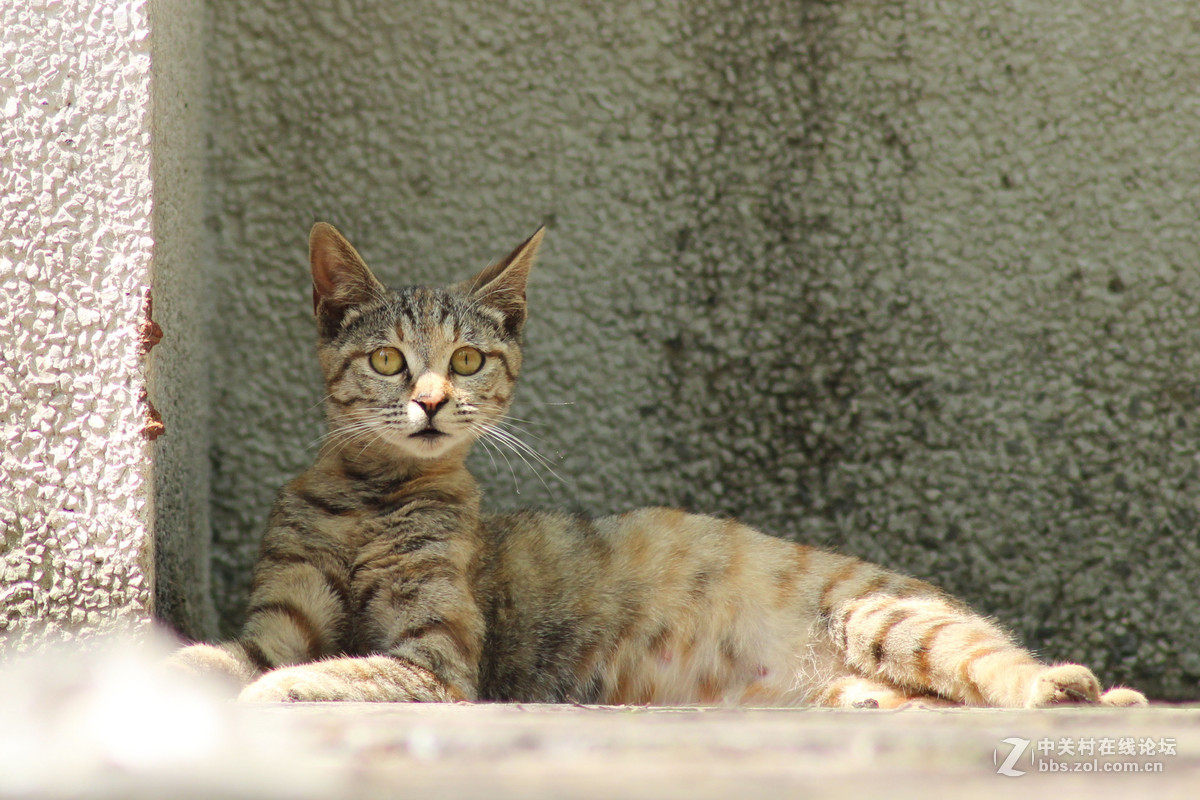 佳能600d+腾龙A17 试拍