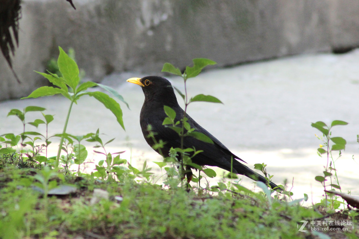 佳能600d+腾龙A17 试拍