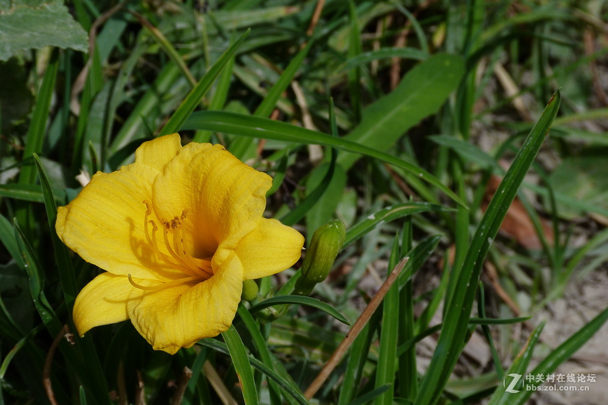 很久没摸FZ40了今天拿出来花鸟随拍 （原片）