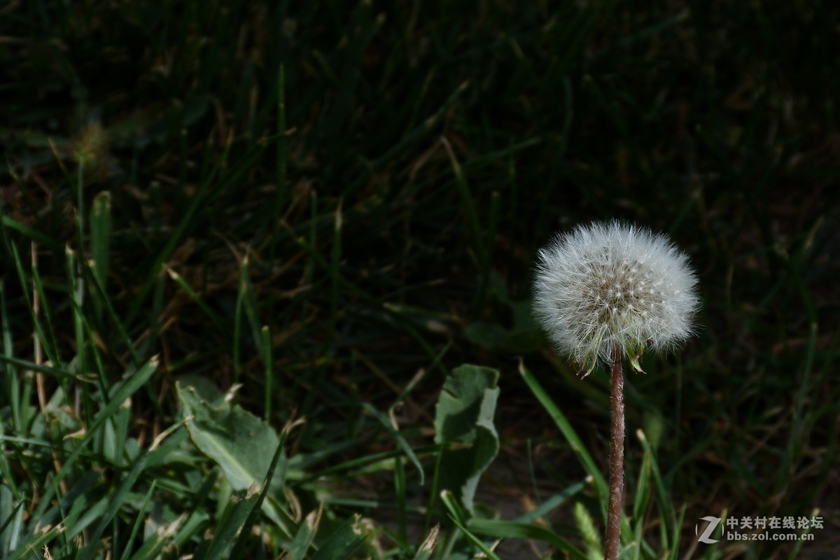 很久没摸FZ40了今天拿出来花鸟随拍 （原片）