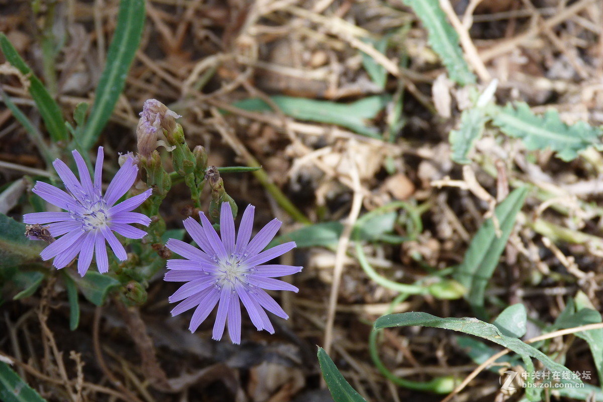 很久没摸FZ40了今天拿出来花鸟随拍 （原片）