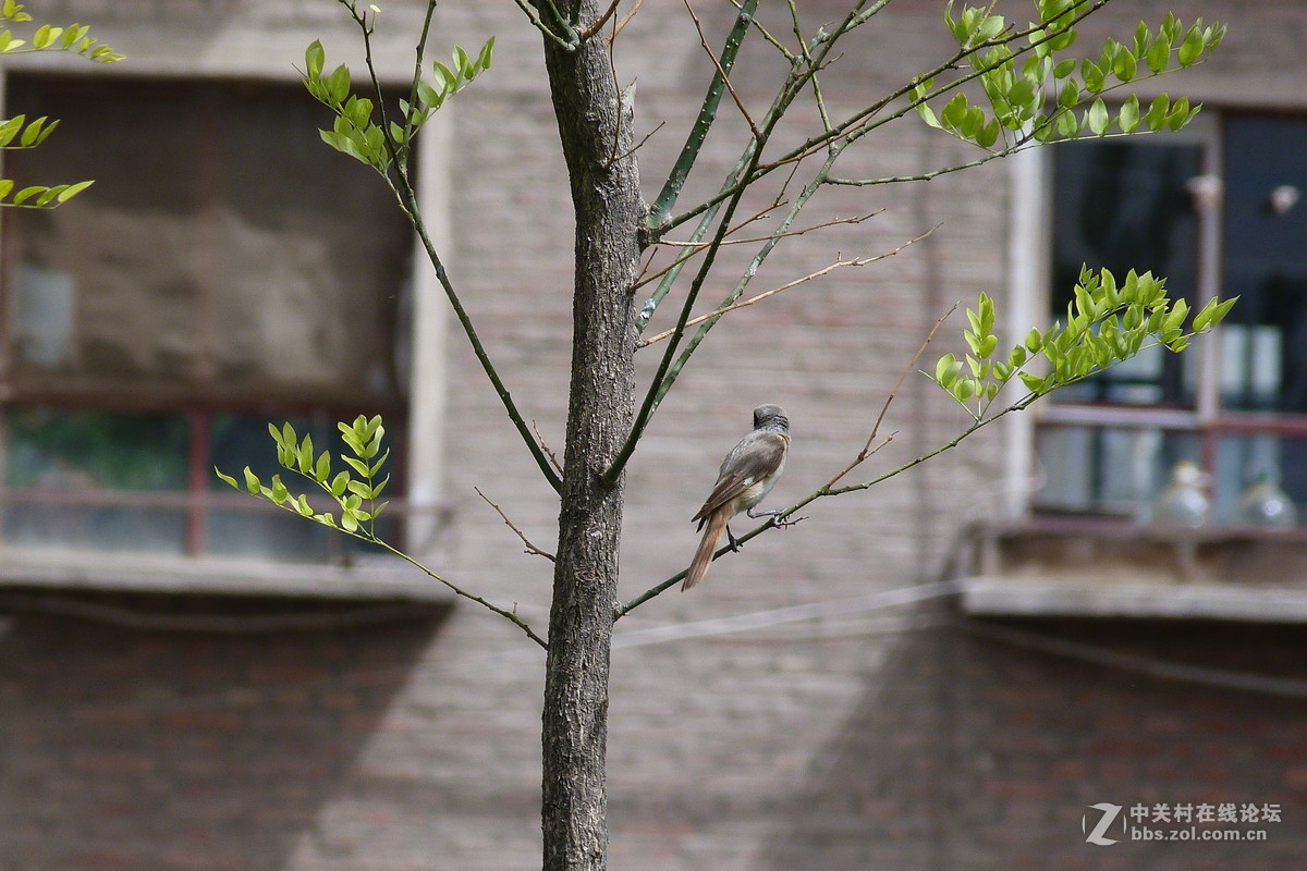 很久没摸FZ40了今天拿出来花鸟随拍 （原片）