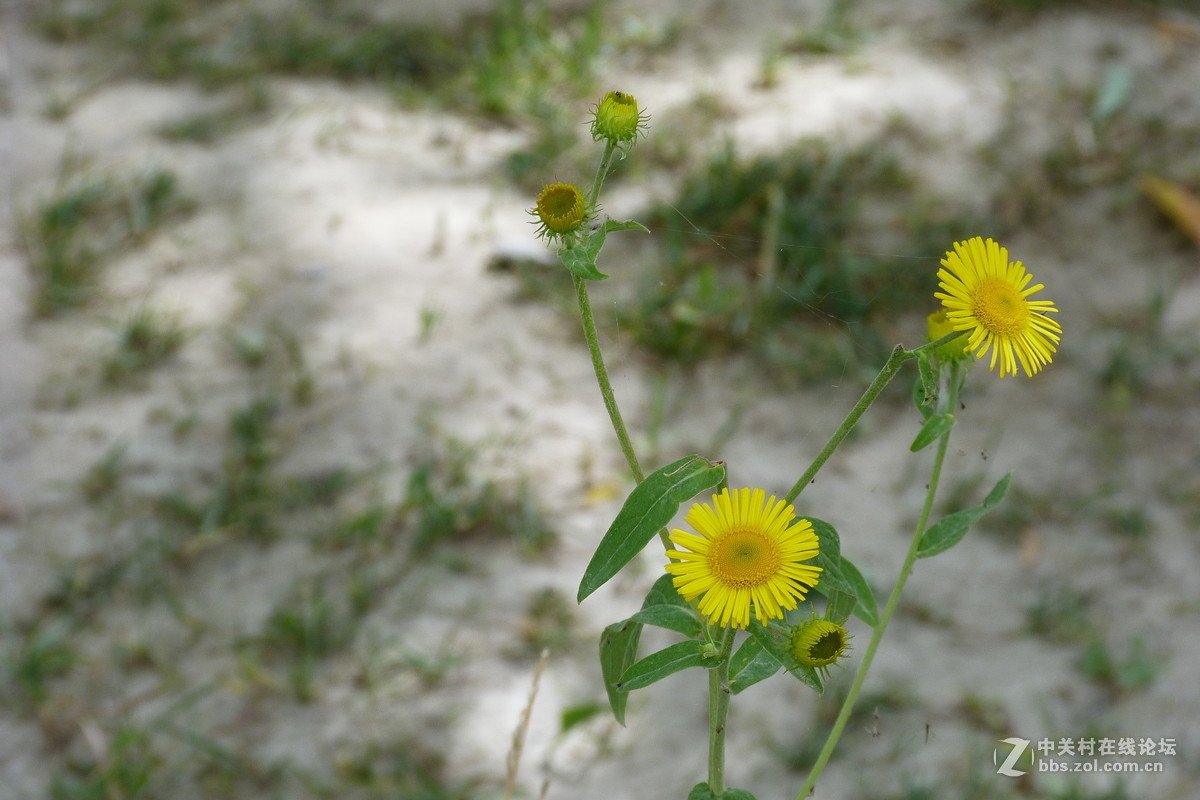 很久没摸FZ40了今天拿出来花鸟随拍 （原片）