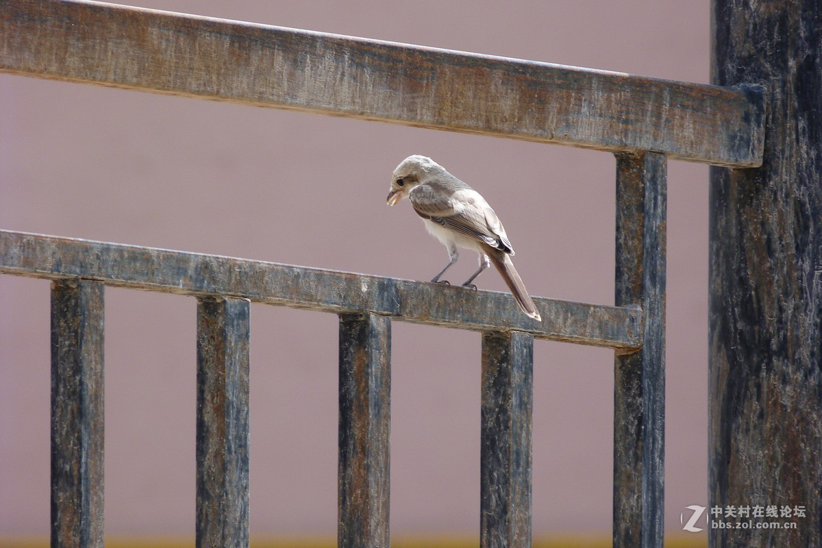 很久没摸FZ40了今天拿出来花鸟随拍 （原片）