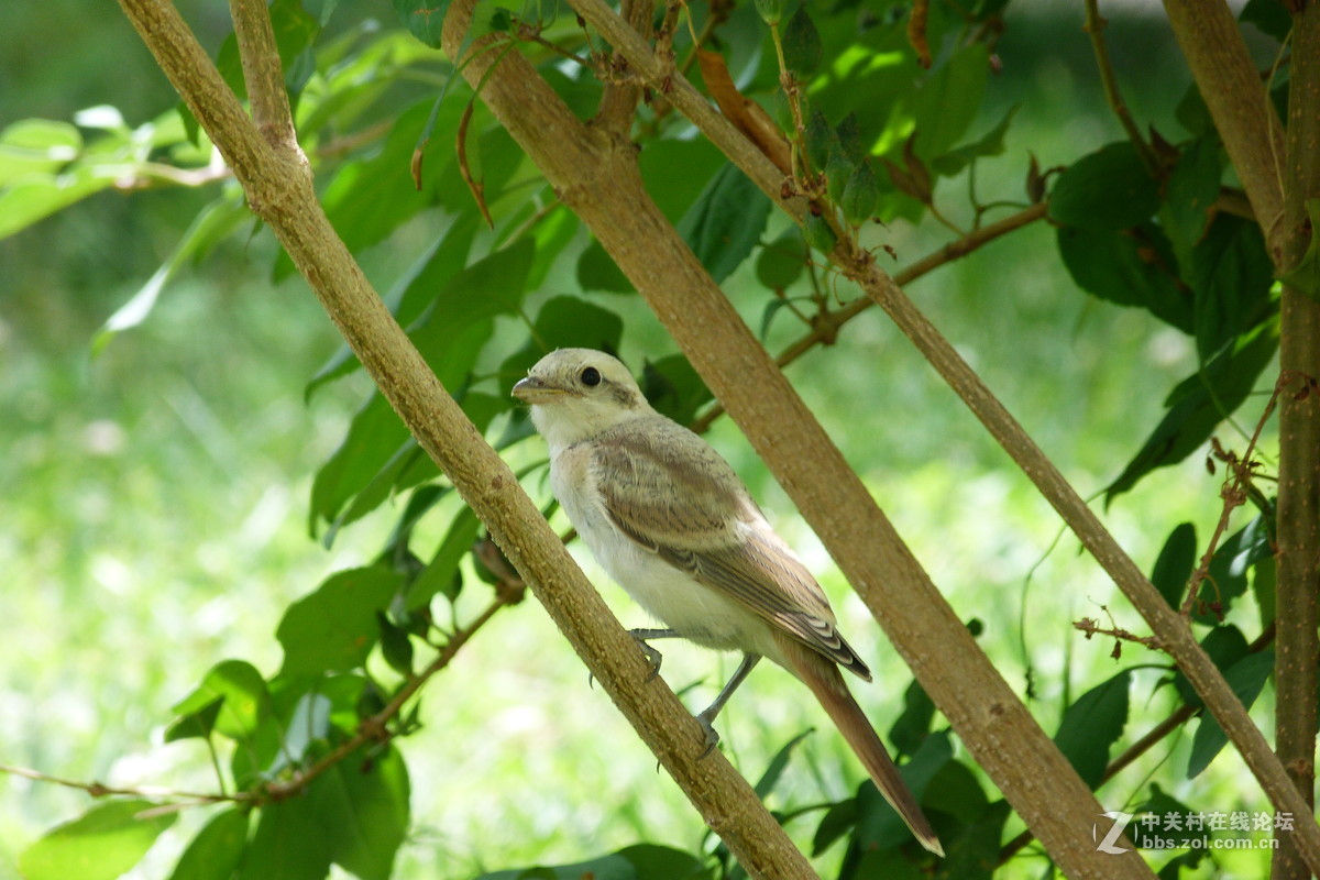 很久没摸FZ40了今天拿出来花鸟随拍 （原片）