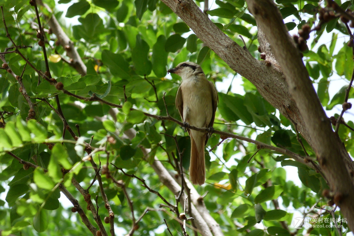 很久没摸FZ40了今天拿出来花鸟随拍 （原片）