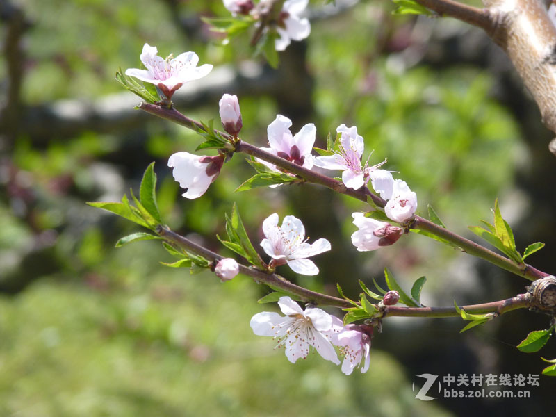 来点桃花运吧^_^