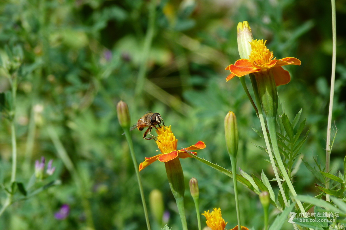 很久没摸FZ40了今天拿出来花鸟随拍 （原片）