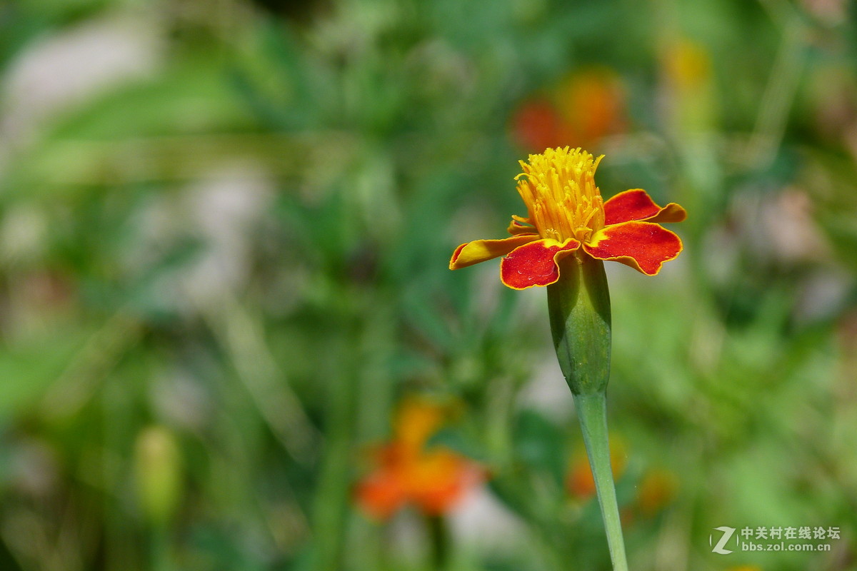 很久没摸FZ40了今天拿出来花鸟随拍 （原片）