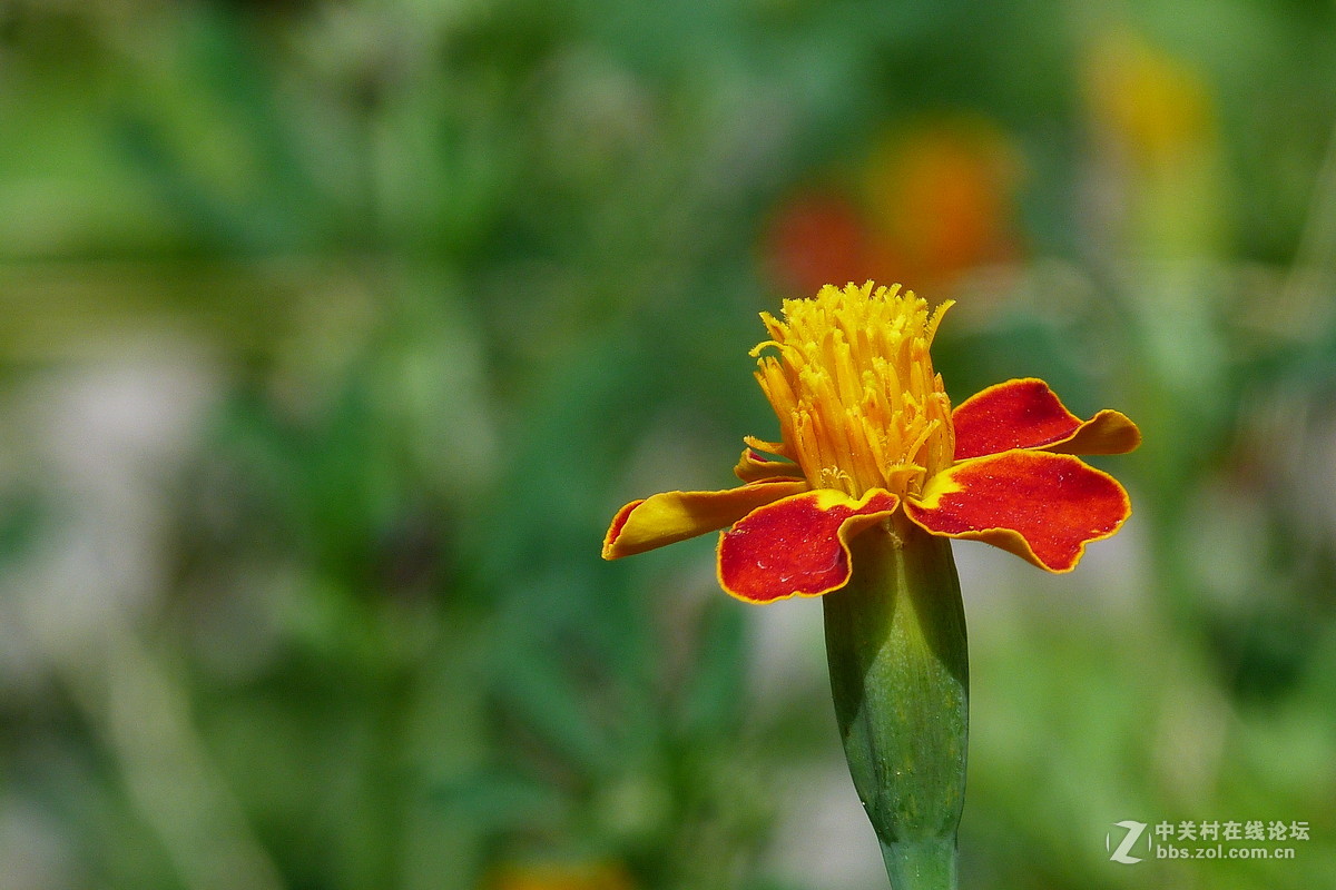很久没摸FZ40了今天拿出来花鸟随拍 （原片）