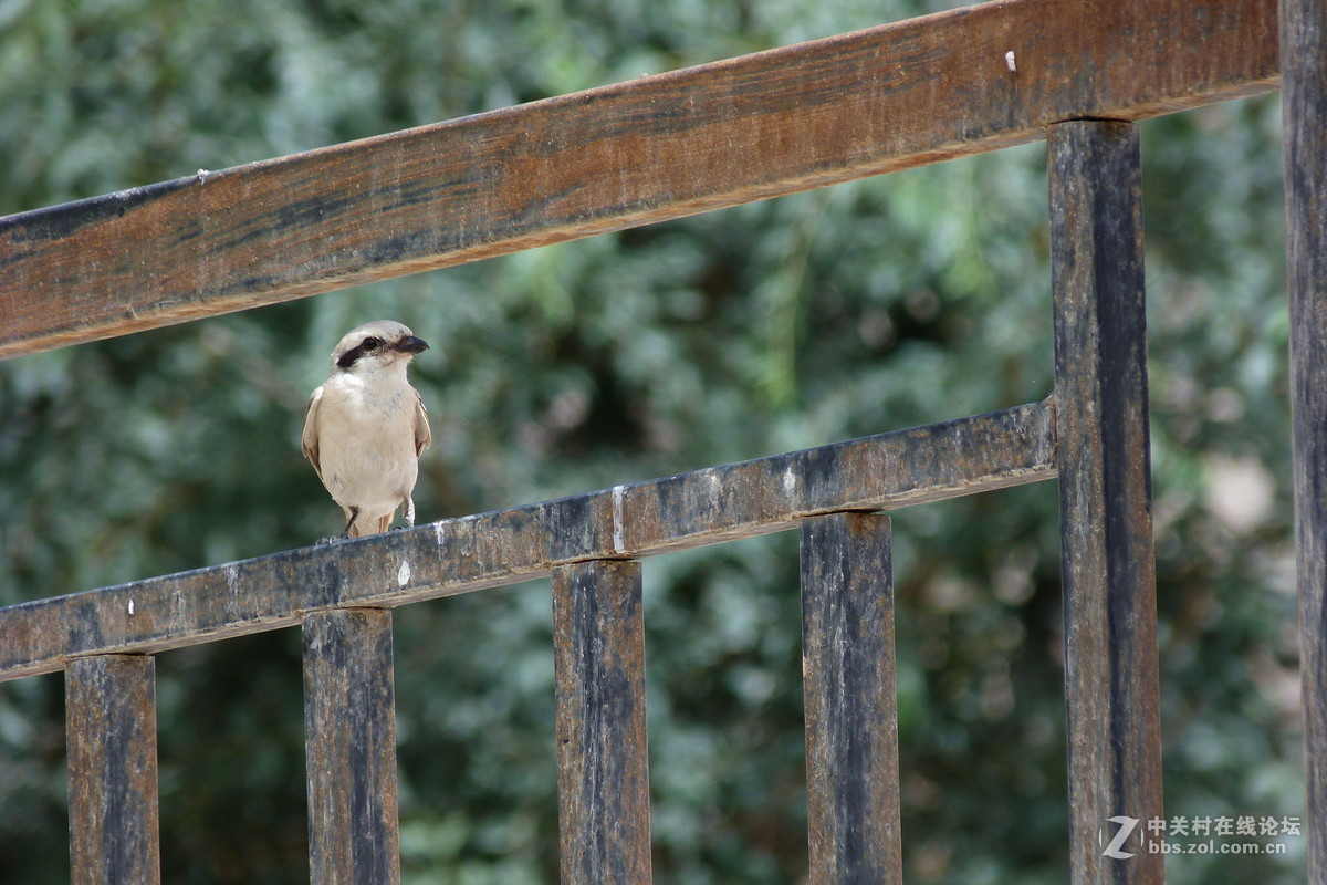 很久没摸FZ40了今天拿出来花鸟随拍 （原片）