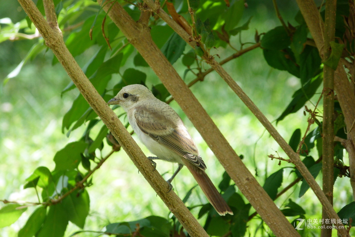 很久没摸FZ40了今天拿出来花鸟随拍 （原片）