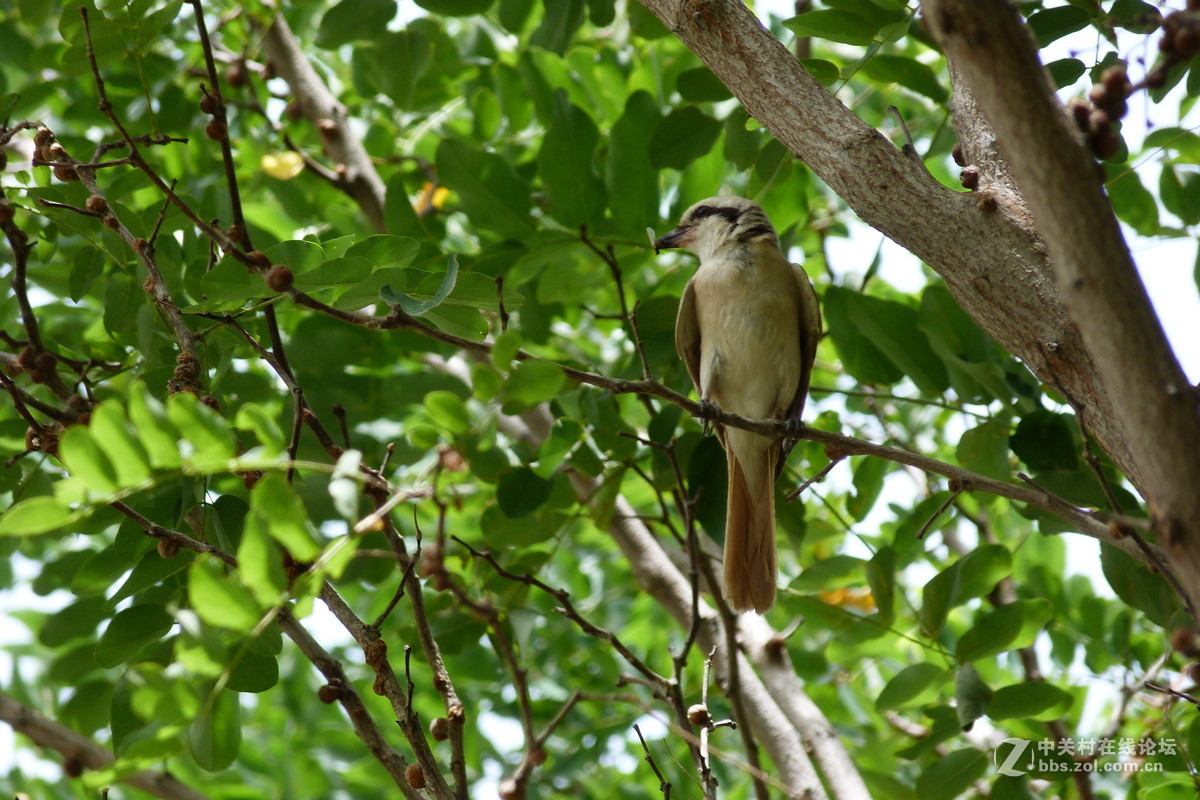 很久没摸FZ40了今天拿出来花鸟随拍 （原片）