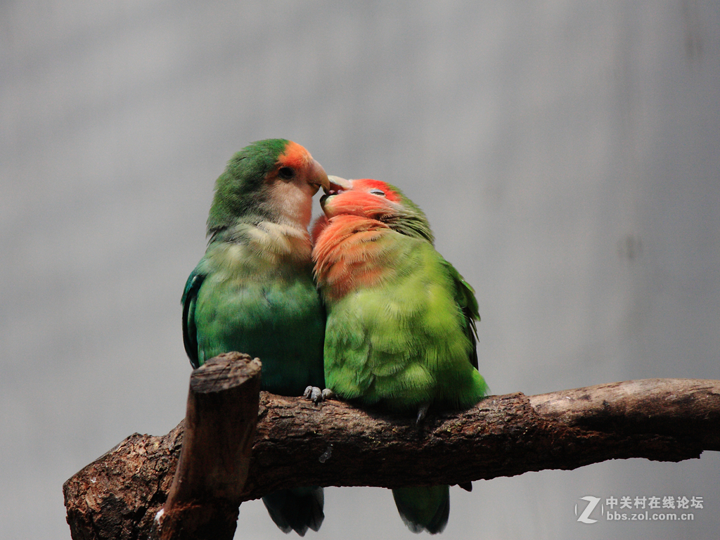 爱情鸟的爱情故事