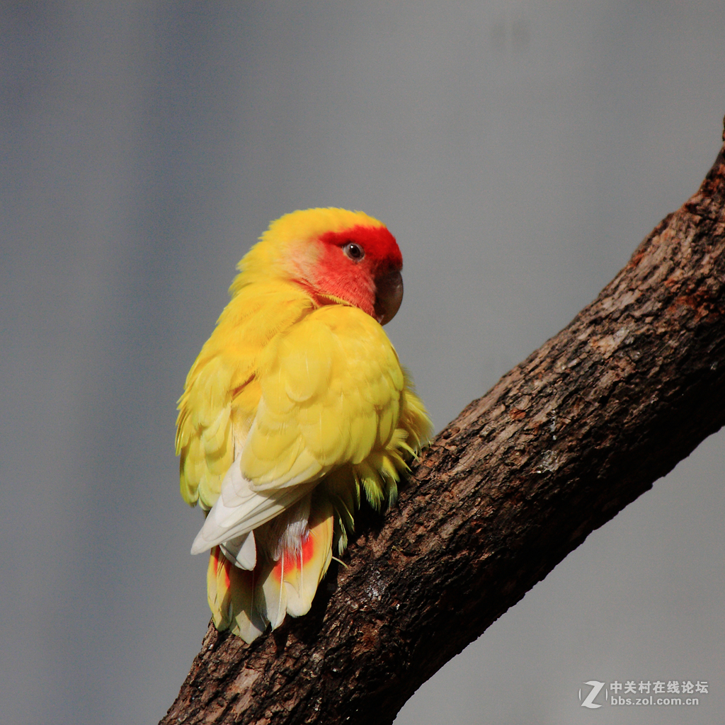 爱情鸟的爱情故事