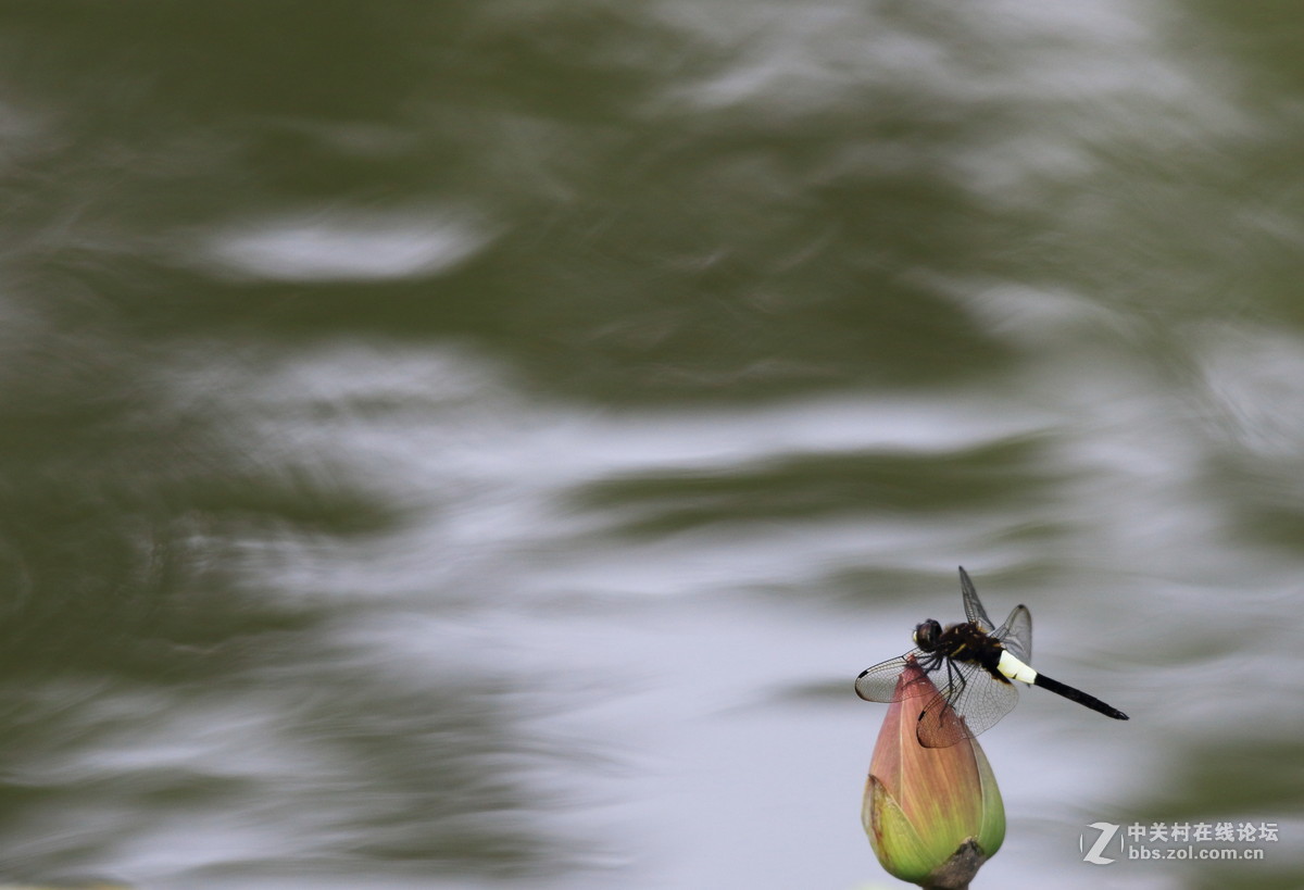 一组夏日的静态摄影