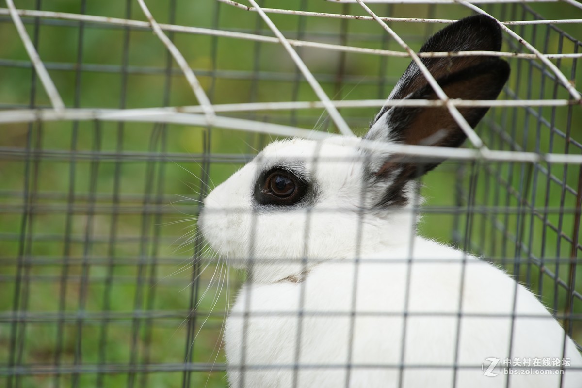 仙班位列广寒宫,何苦贪俗入牢笼
