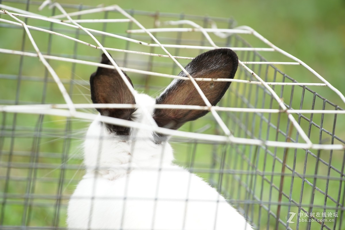 仙班位列广寒宫,何苦贪俗入牢笼