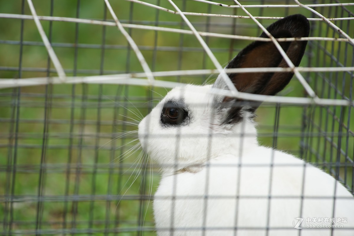 仙班位列广寒宫,何苦贪俗入牢笼