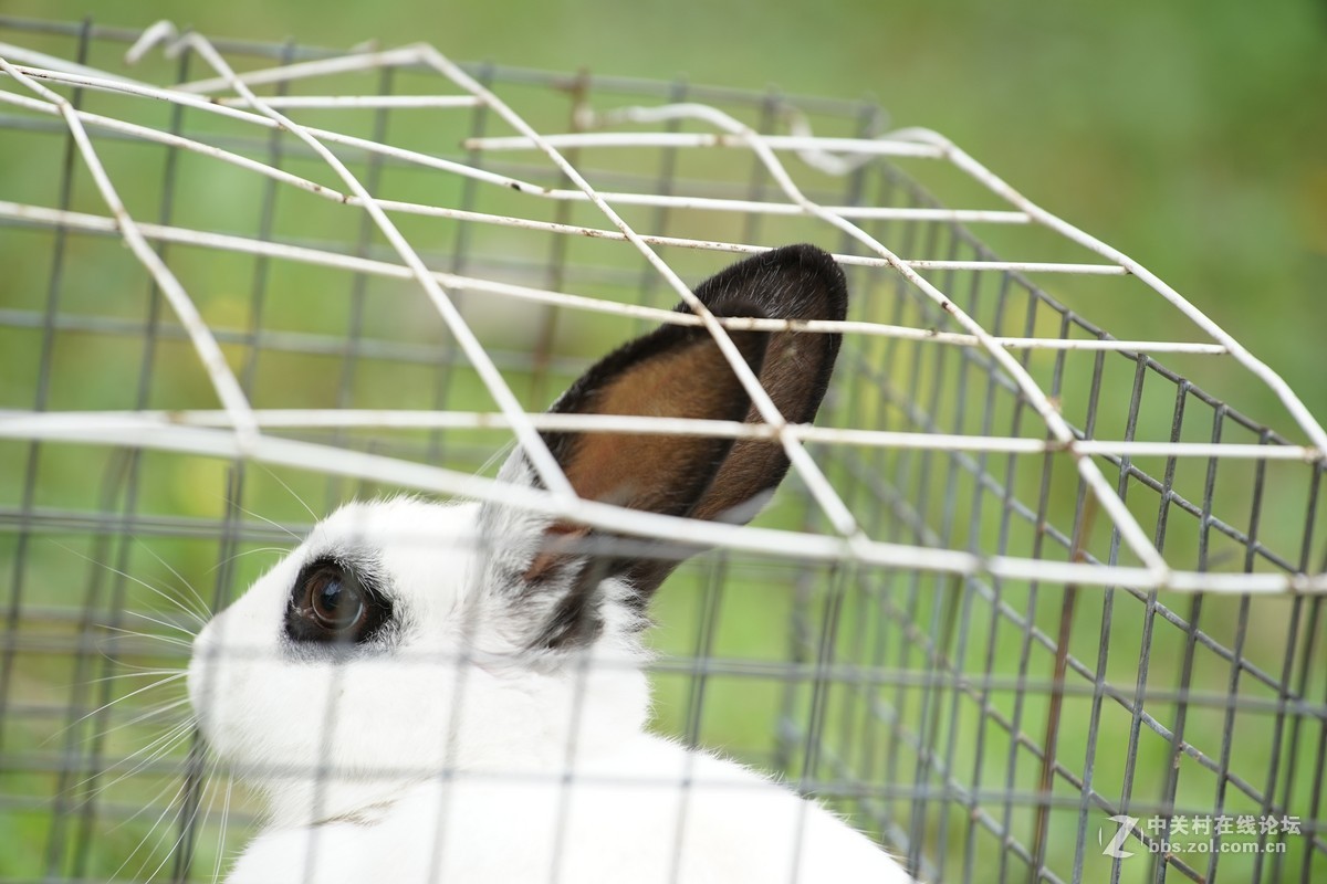 仙班位列广寒宫,何苦贪俗入牢笼