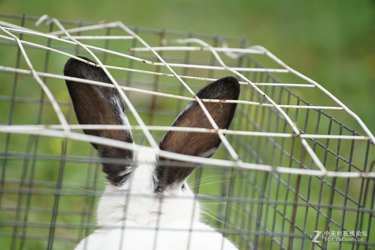 仙班位列广寒宫,何苦贪俗入牢笼