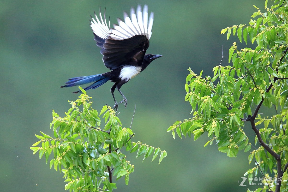一组在树梢上活跃的喜鹊