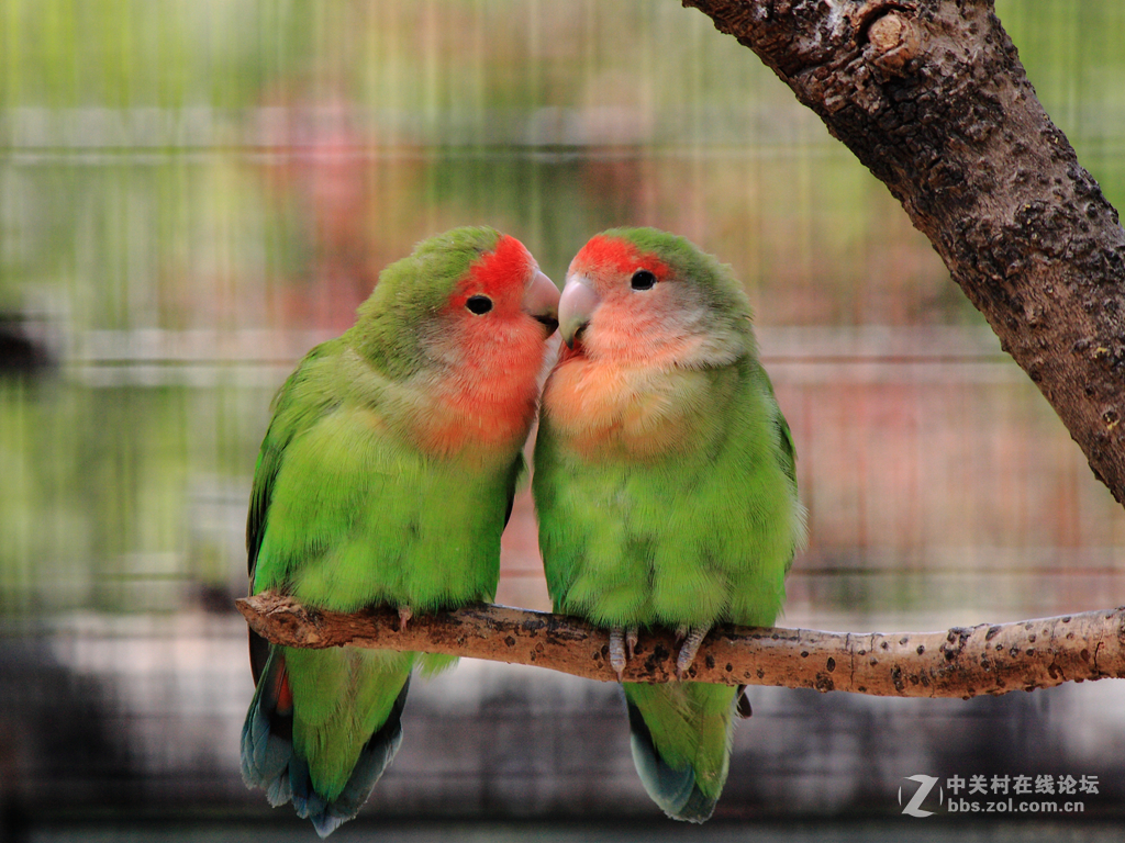 爱情鸟的爱情故事