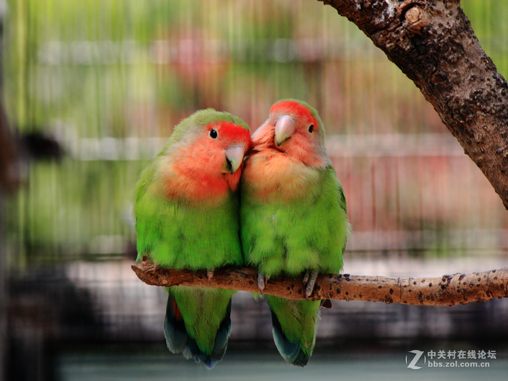 爱情鸟的爱情故事