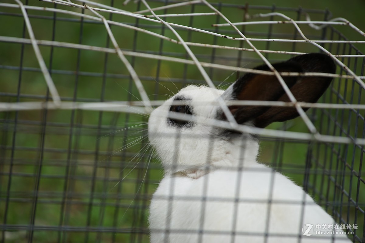 仙班位列广寒宫,何苦贪俗入牢笼