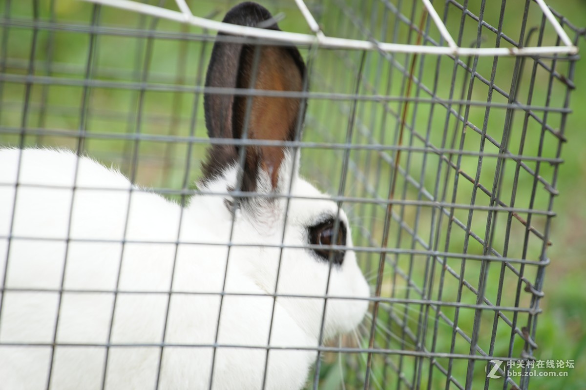 仙班位列广寒宫,何苦贪俗入牢笼