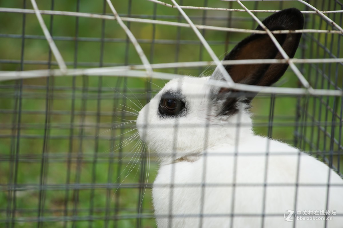 仙班位列广寒宫,何苦贪俗入牢笼