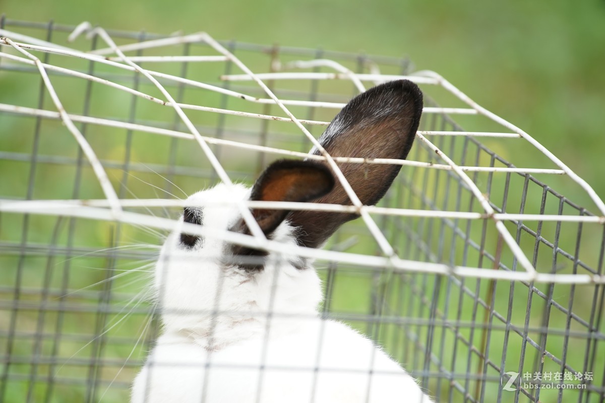 仙班位列广寒宫,何苦贪俗入牢笼