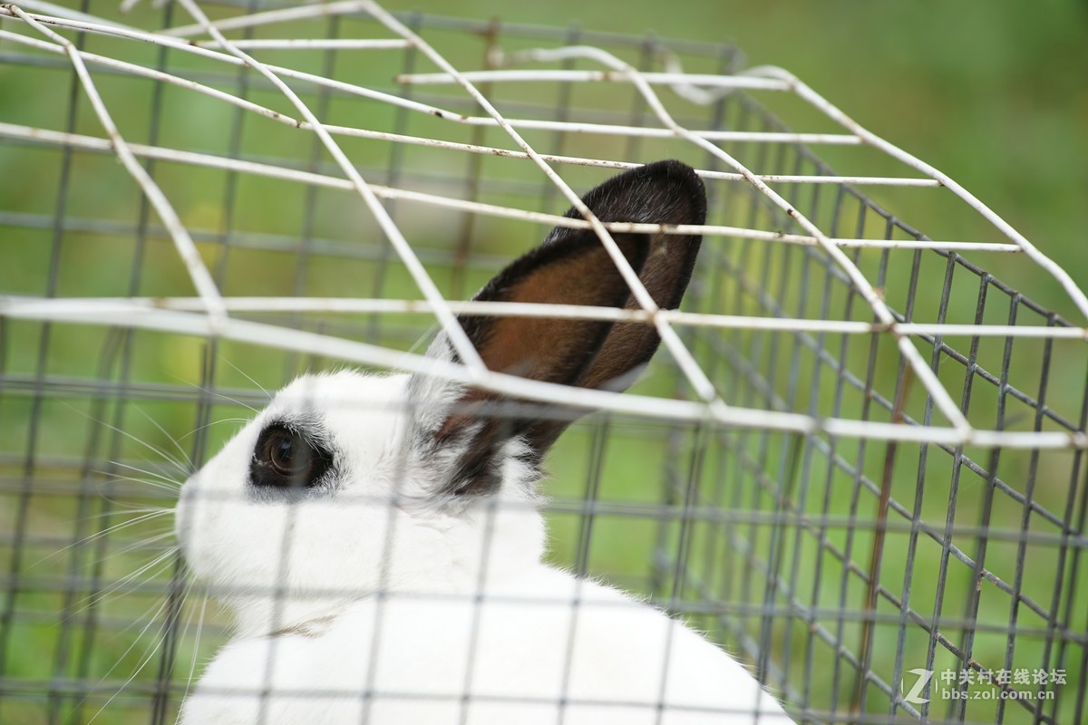 仙班位列广寒宫,何苦贪俗入牢笼