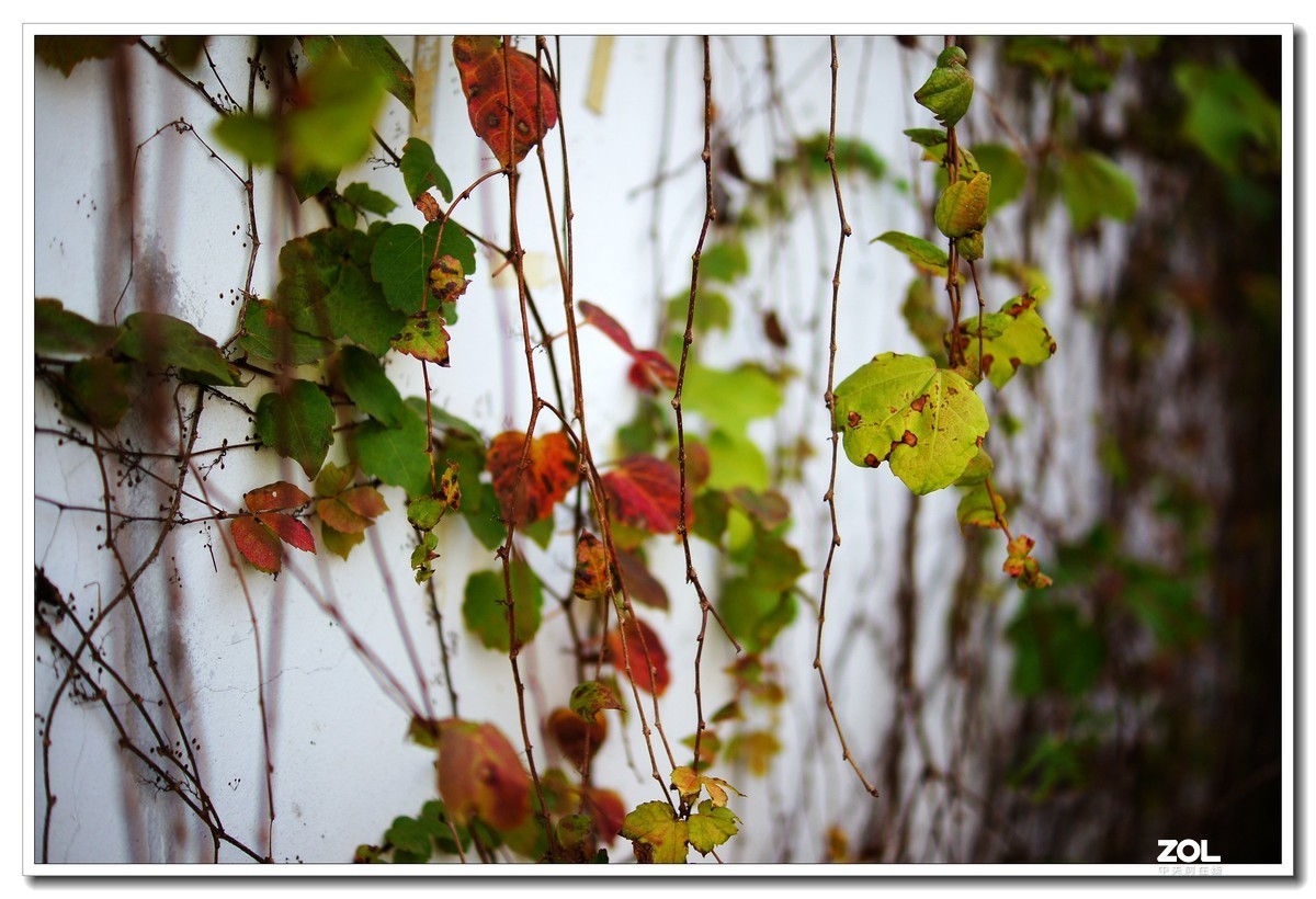 窝家观景--行摄角里