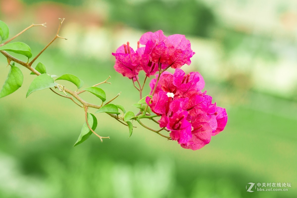 花花
