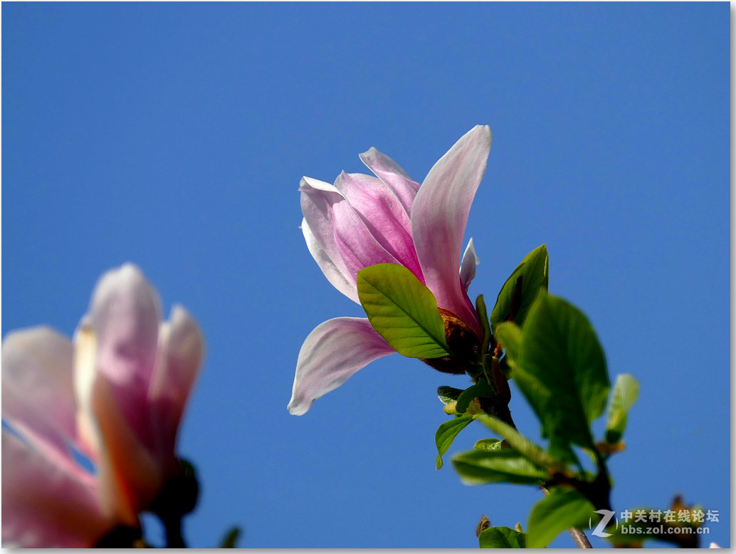 拍花