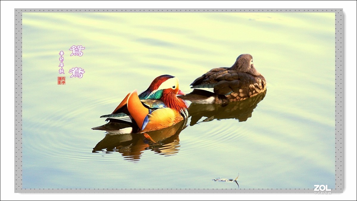 处女作---光影鸳鸯(2011年)