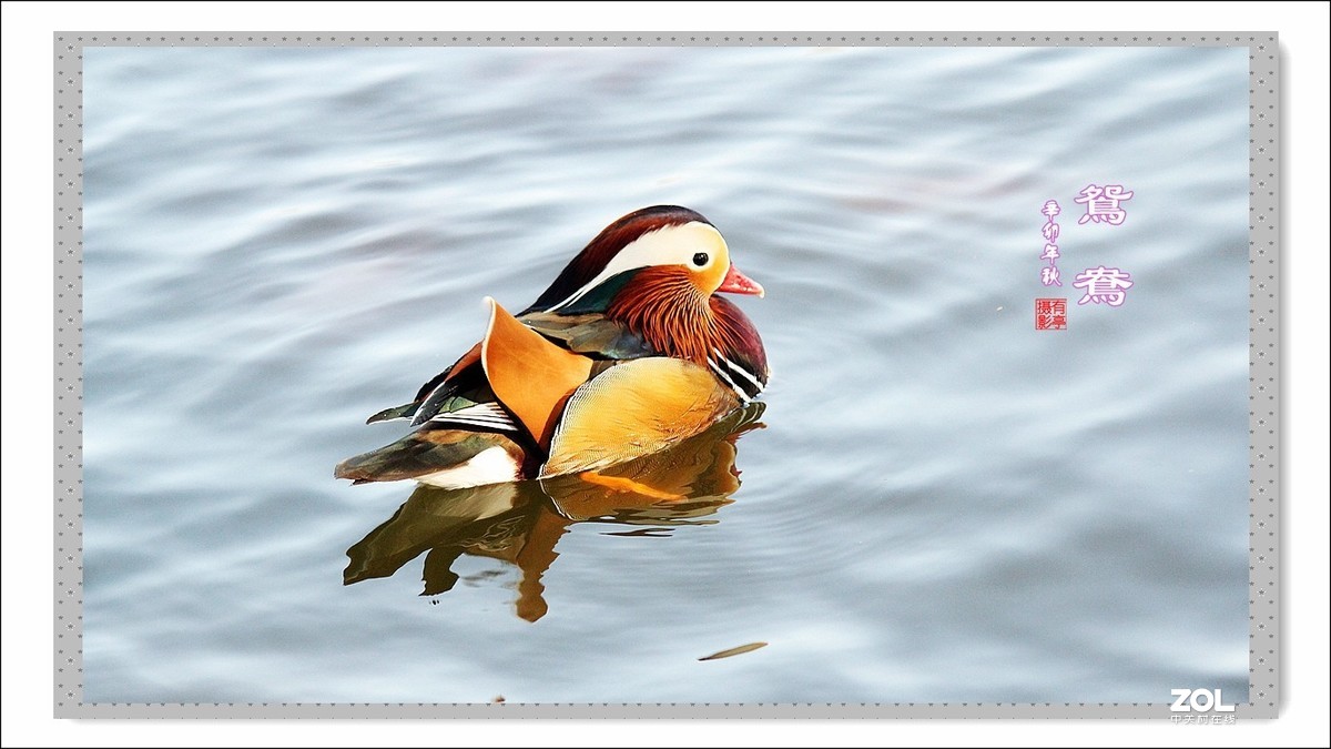 处女作---光影鸳鸯(2011年)