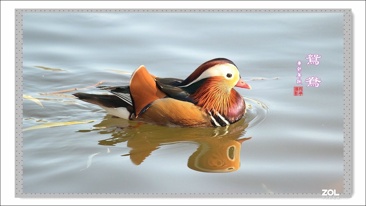 处女作---光影鸳鸯(2011年)