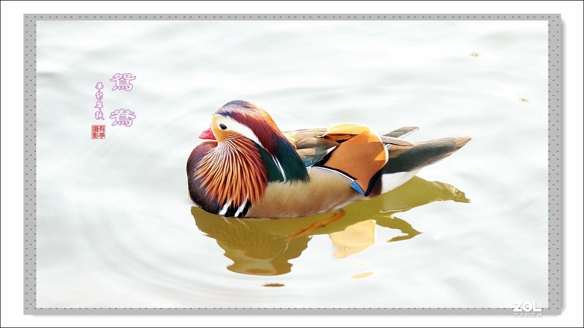 处女作---光影鸳鸯(2011年)